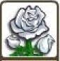 White Rose