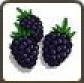 Black Berry