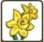 Daffodil