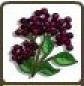 Elderberry