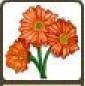 Orange Daisy