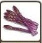 Purple Asparagus