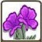 Purple Poppy