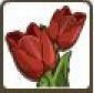 Red Tulip