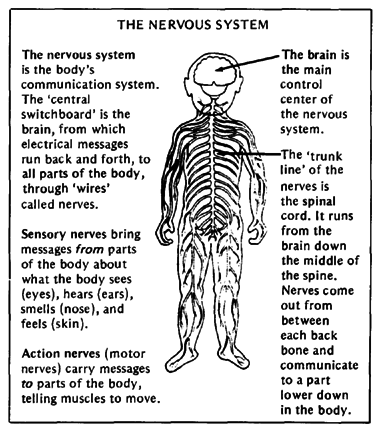 THE NERVOUS SYSTEM