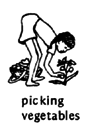 picking vegetables