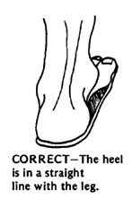 CORRECT - The heel is in a straight line with the leg.