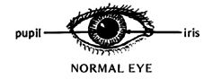 NORMAL EYE