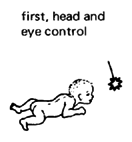 Head and eye control.