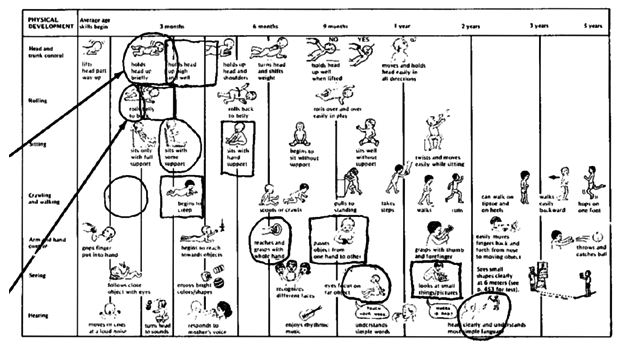 The child development chart