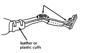 Knee and ankle joints.