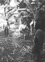 Ram ranging from clearing pathways to leading his cow to pasture across the narrow dikes of a rice field.