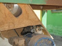 Projimo kitten, hiding under a table saw.