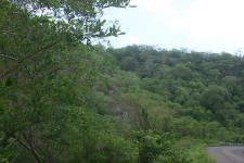 Lush vegetation in the rainy season.