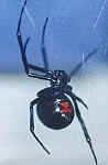 Black widow spider