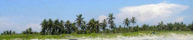 Coconut grove on Isla de Piedra. "Stone Island" is not an island, but a peninsula.