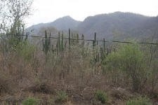 Bare branches in the dry season.