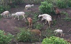 Goats on the other side of the road near Projimo.