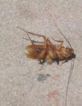 Dead Cockroach