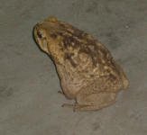 Toad in Projimo bathroom.