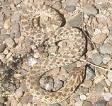 a desert snake in New Mexico.
