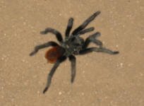 Tarantula in Projimo