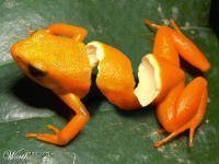 How about this orange frog?